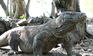 the LARGEST LIZARD in the WORLD, the Komodo Dragon