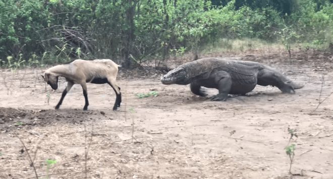 Komodo dragons hunting goats in the forest
