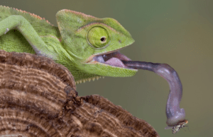 Chameleons-and-Their-Unique-Diets.png