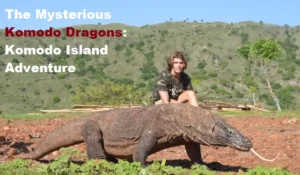 The Mysterious Komodo Dragons -Komodo Island Adventure