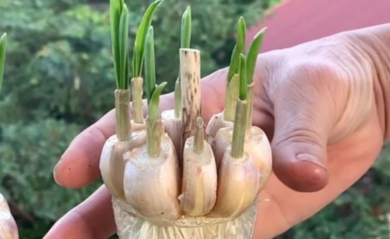 A foolproof method for growing garlic in water for an infinite harvest