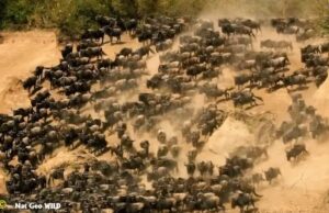 Annually, around 1.5 million wildebeests migrate