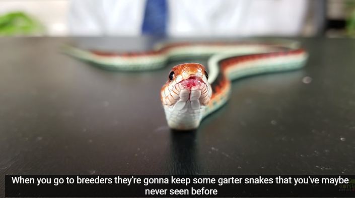 Garter snakes earn a commendable care