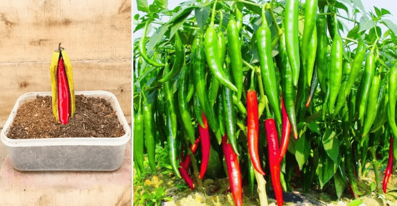 Grow chilli Peppers at Home