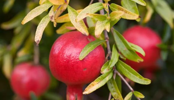 Plant and Grow Pomegranates at home