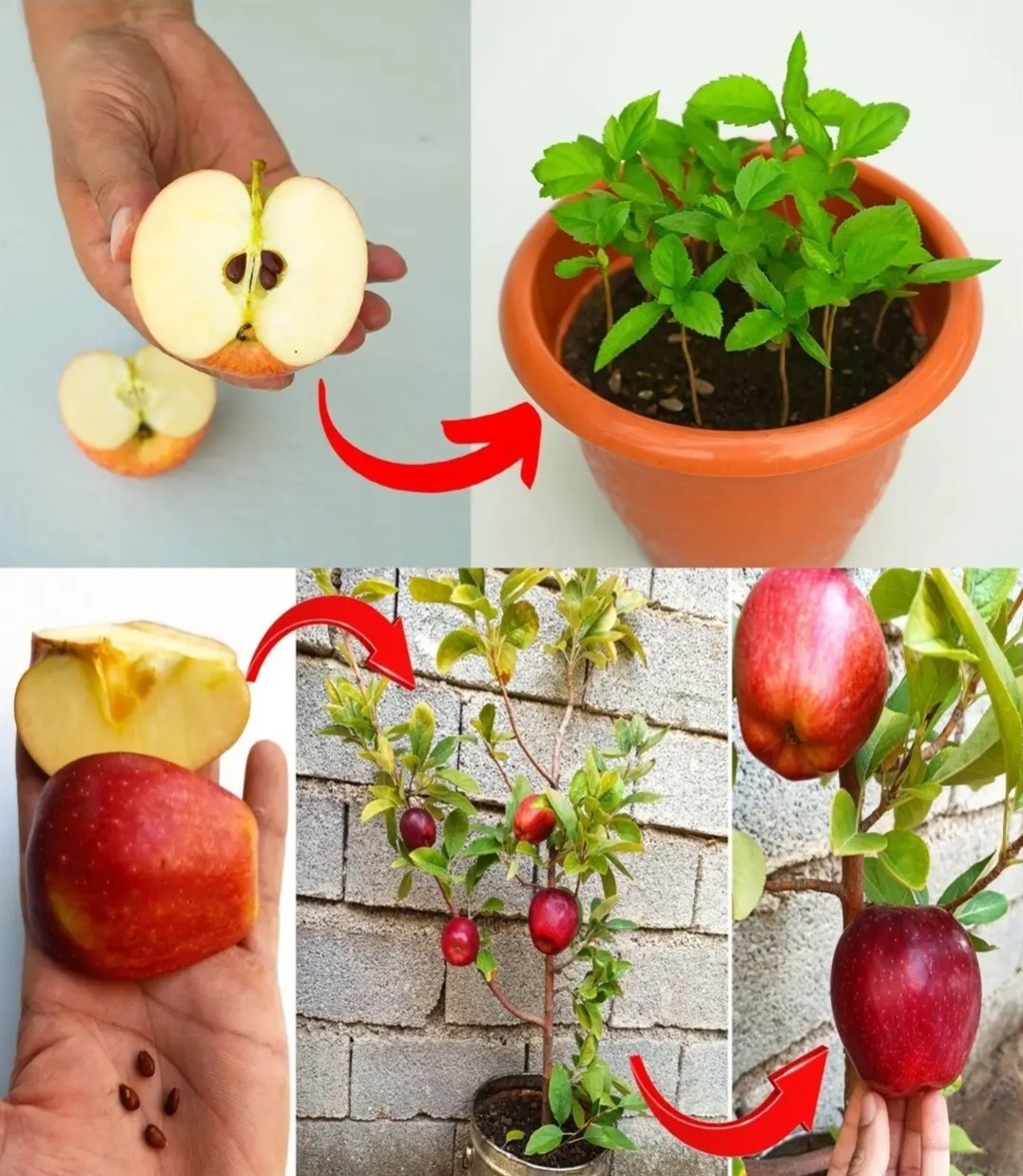 best way to cultivate apple trees from seed in your own yard