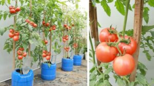 8 Important Things You Need to Grow Amazing Tomatoes: The Green Thumb Solution