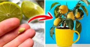 Grow a Lemon Tree Using a Lemon Seed
