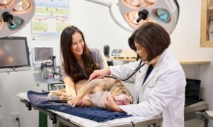 The Importance of Regular Vet Checkups for Dogs